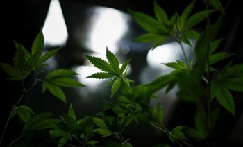 O estado mais populoso dos Estados Unidos se transforma, de fato, no maior mercado mundial legal da 