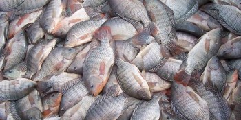  Tilápia será o ingrediente principal da festa