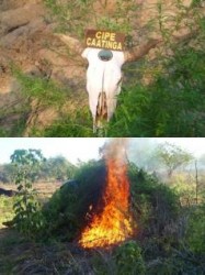 A polícia encontrou uma roça com 2.500 pés de maconha