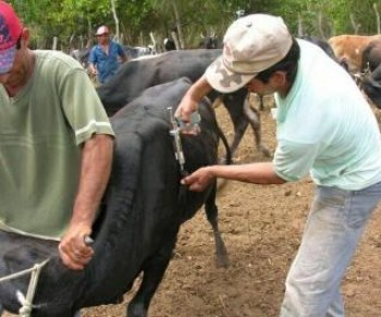 A 1ª etapa da campanha será prorrogada até 21 de junho