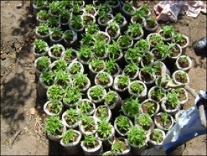 Pés de maconha foram apreendidos pela Polícia Militar em Mata Grande