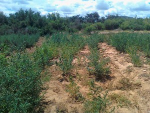 Droga estava em ilha no Rio São Francisco