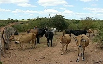 Em Santa Brígida, a seca castiga animais e pastagens