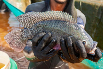 Não tem pra outro peixe, Brasil vai se tornando o país da tilápia .