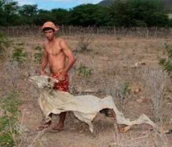 Esqueleto de animais mortos é rotina na região Nordeste
